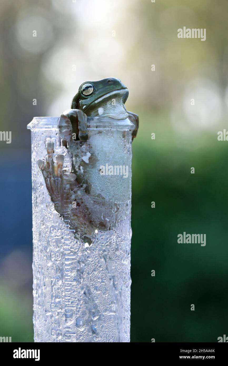 Une composition portrait d'une grenouille d'arbre verte qui monte un pluviomètre couvert de condensation ou de rosée le matin. Banque D'Images