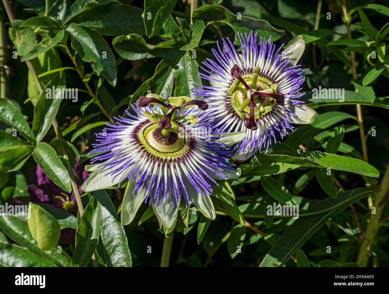 Gros plan de fleurs bleues de la passion (Passiflora caerulea) plante grimpante fleurie en été Angleterre Royaume-Uni GB Grande-Bretagne Banque D'Images