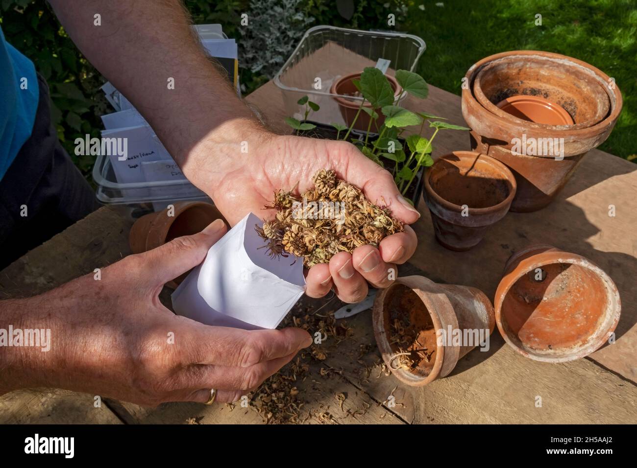 Gros plan de l'homme personne économie mettant sauvé calendula marigold collecte de graines dans une enveloppe en automne Angleterre Royaume-Uni Grande-Bretagne Banque D'Images