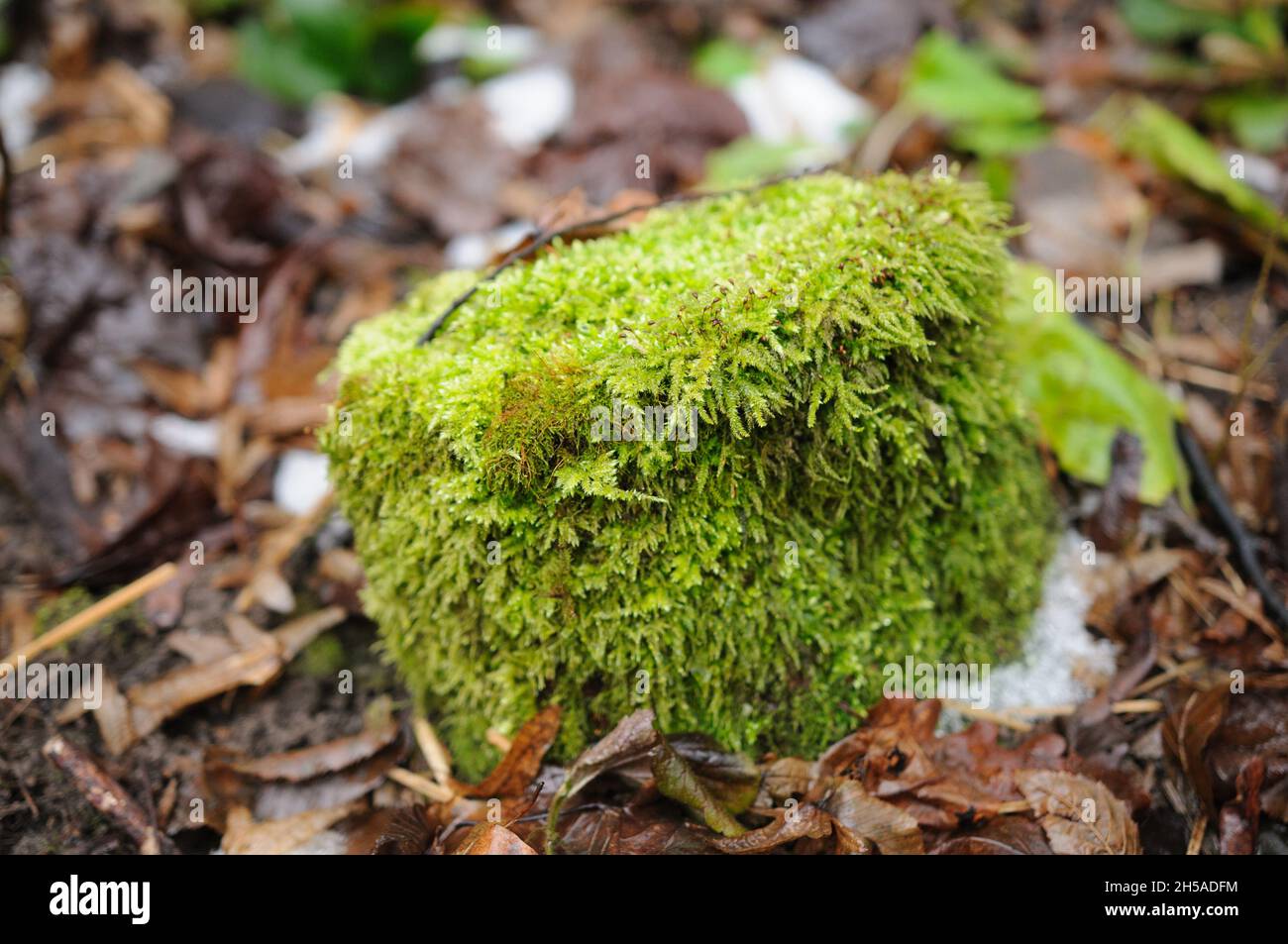 La macro de mousse blanche.Leucobryum glaucum Banque D'Images