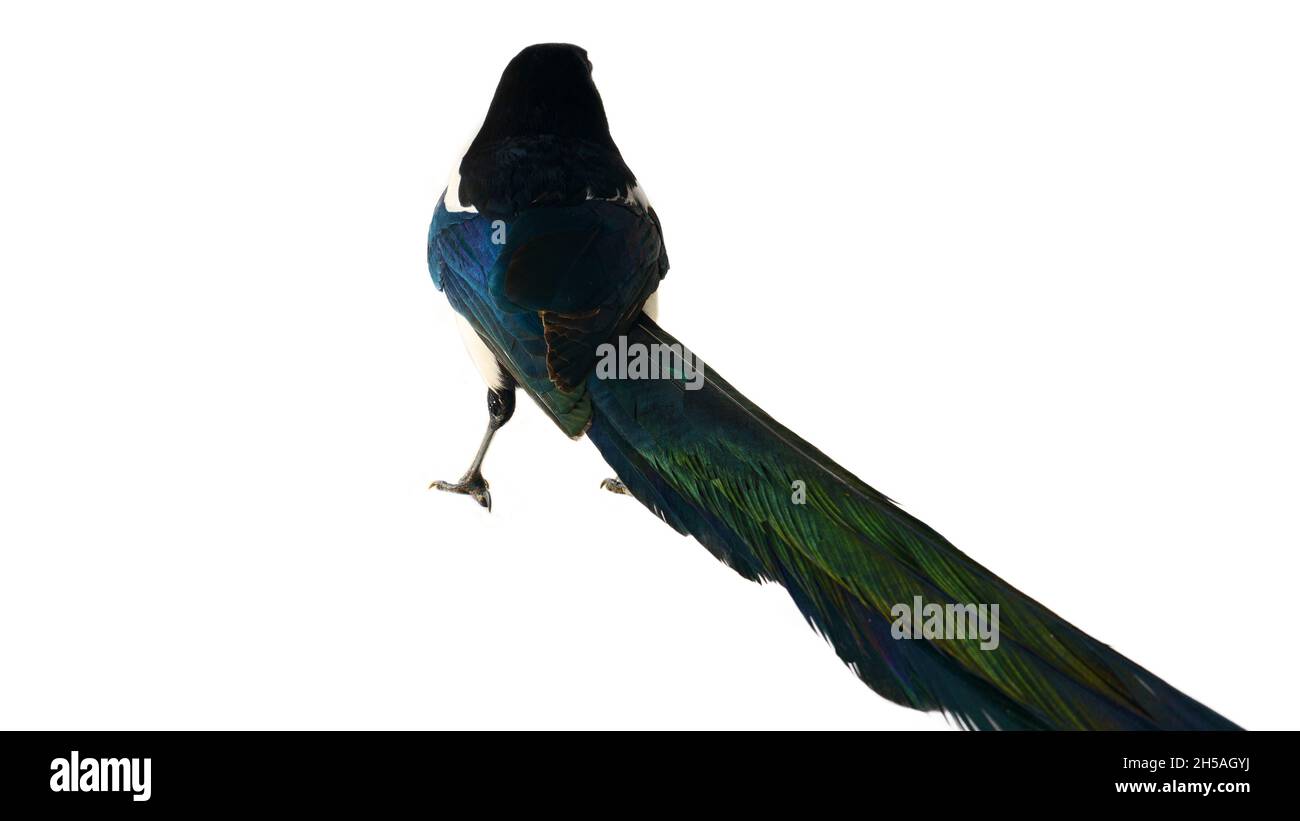 Magpie européenne (Pica pica).Cet oiseau a une longue queue de paon droite.Isolé sur blanc Banque D'Images