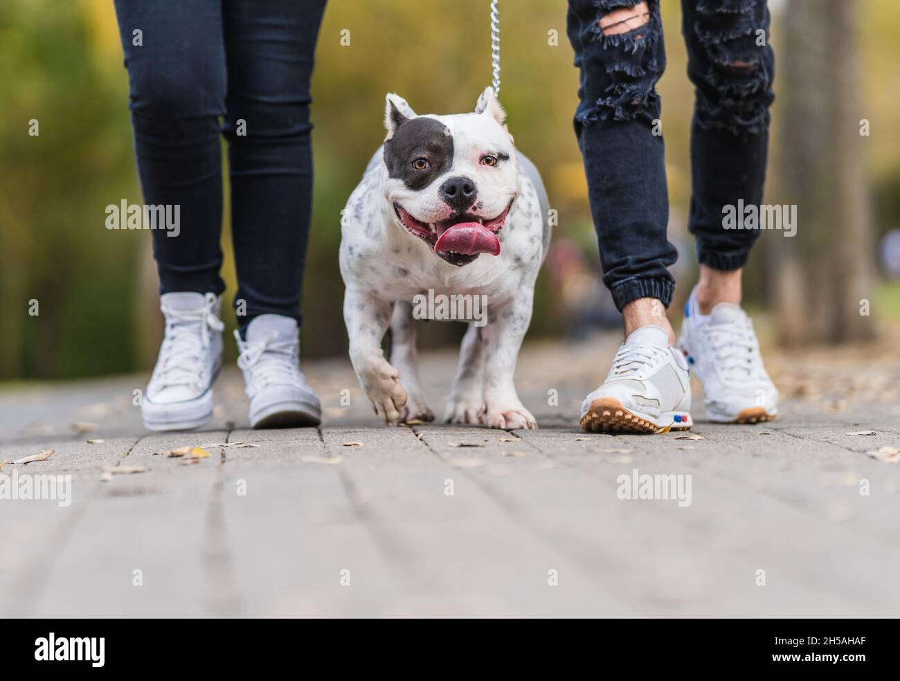 Deux personnes marchant sur un chien américain bouleur attaché avec une laisse dehors Banque D'Images