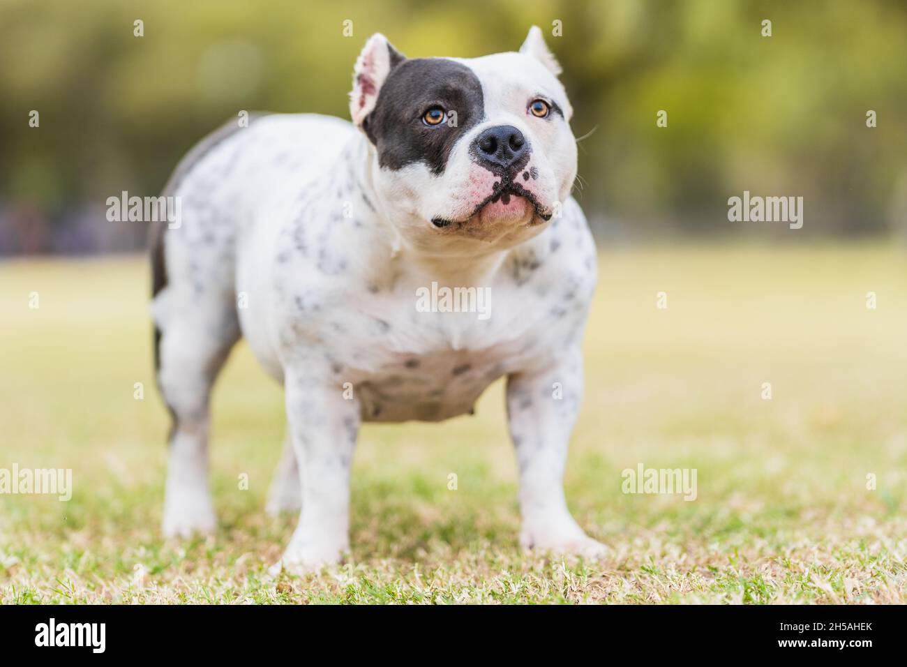 Portrait d'un chien intimidateur américain debout dans un parc Banque D'Images