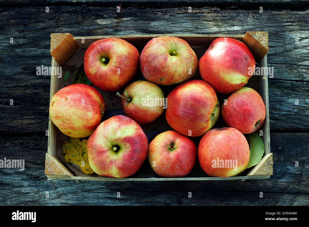 Récolte de pommes de jardin (Suzanne Garden, Mayenne, pays de Loire, France). Banque D'Images