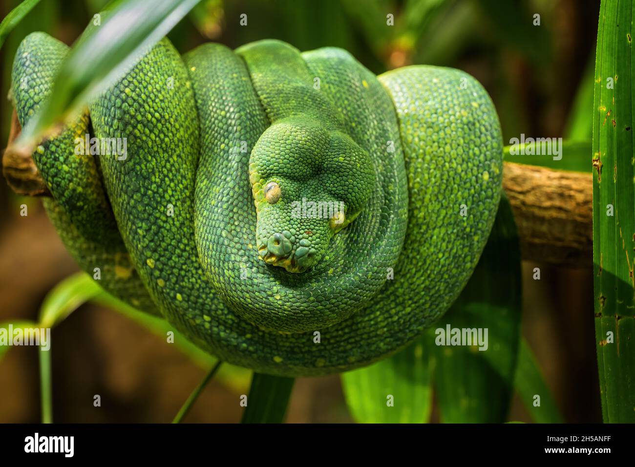 Python d'arbre vert (morelia viridis) enroulé sur branche d'arbre, famille: Pythonidae, région: Papouasie-Nouvelle-Guinée. Banque D'Images