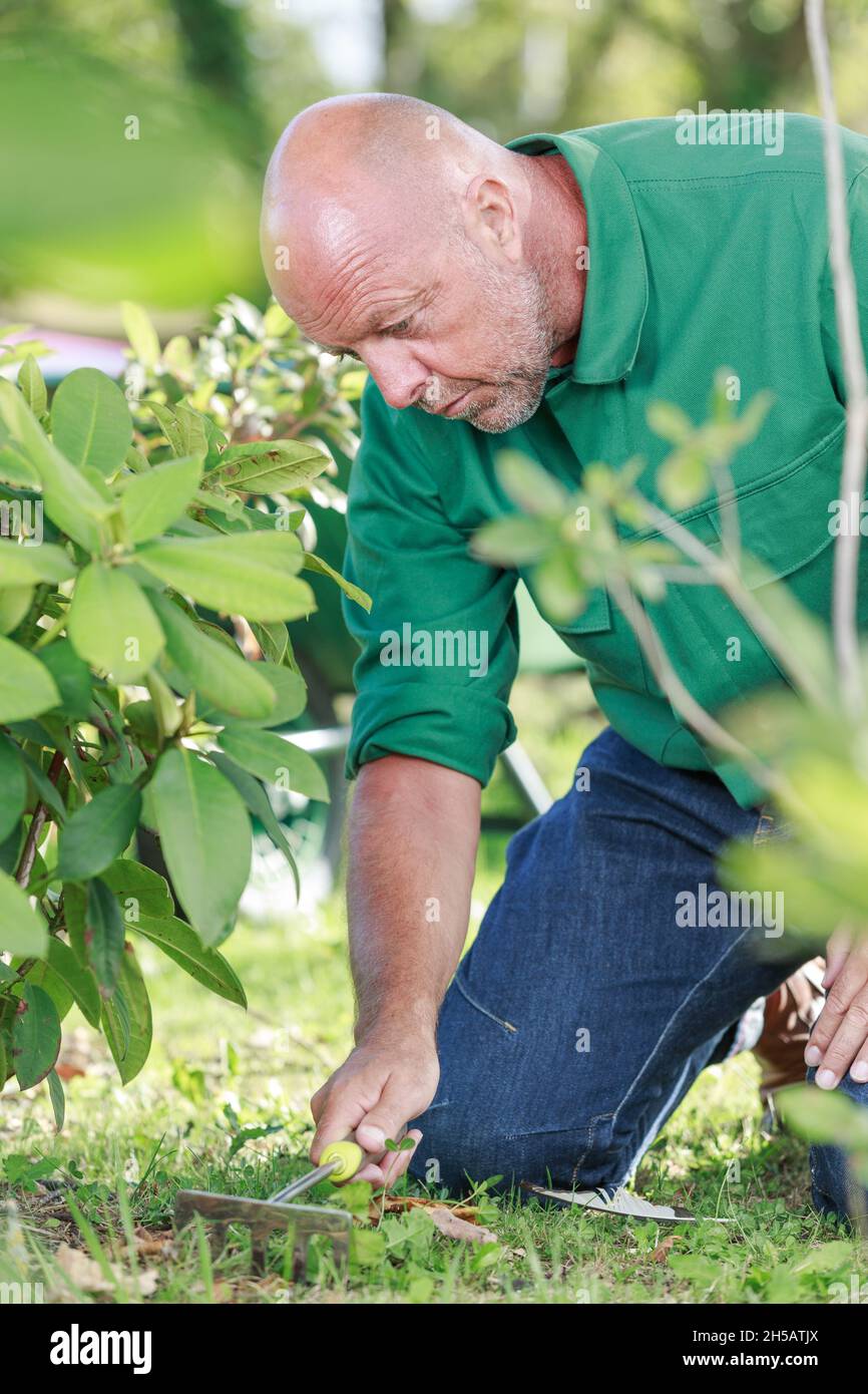 homme concentré utilisant le râteau dans le jardin Banque D'Images