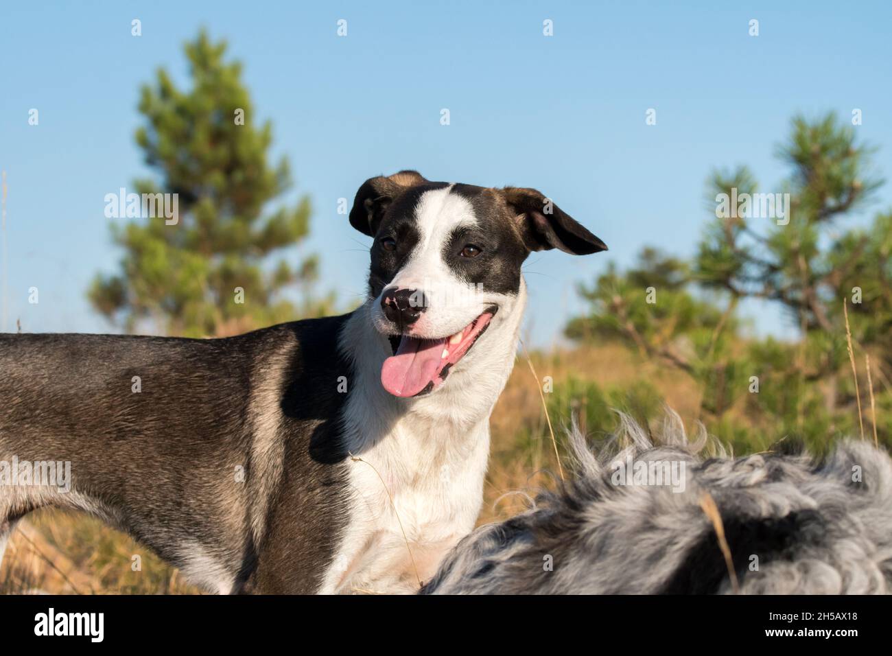 Blue merle chien de berger australien court et saute sur la prairie de la Praglia avec un chien de Pitbull chiot en Ligurie en Italie Banque D'Images