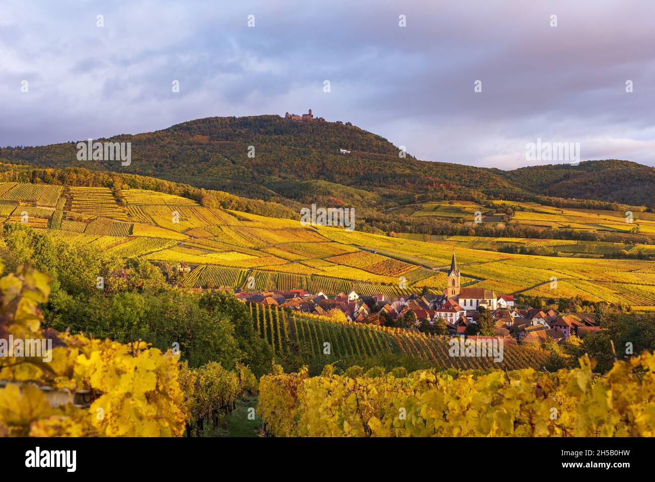 France.Alsace, Haut-Rhin (68) Village de Rodern, vignoble de Gloeckelberg Grand cru en automne et château du Haut-Koenigsbourg en arrière-plan Banque D'Images