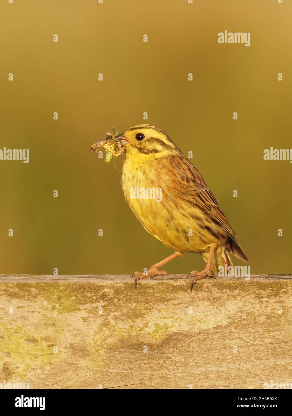 albacore mâle transportant des insectes dans son bec pour nourrir les poussins dans le nid.Ils préfèrent un pays ouvert avec des broussailles, des haies et des champs arables. Banque D'Images