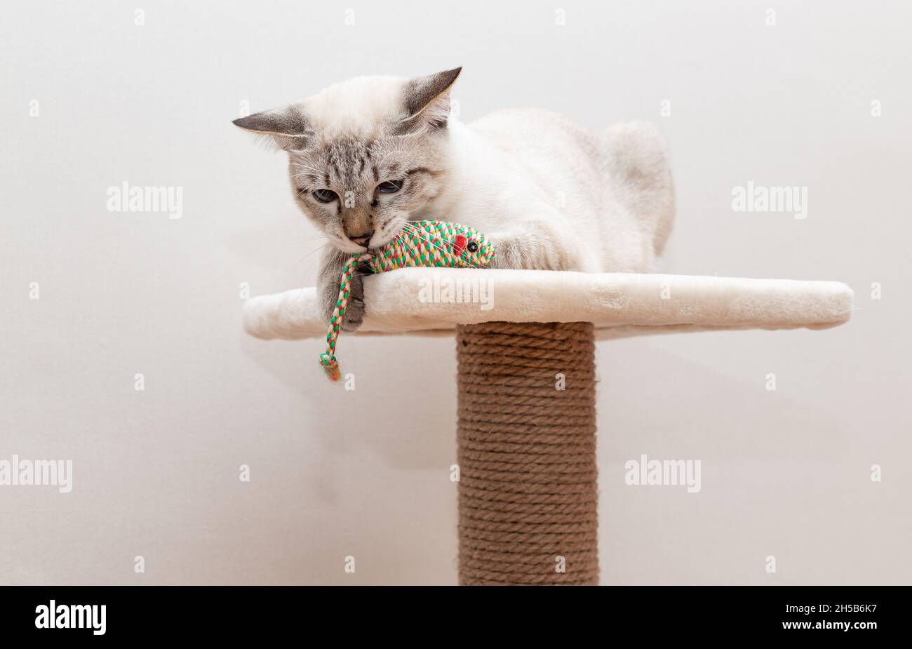 chat assis sur le poteau de grattage et jouant avec le jouet Banque D'Images