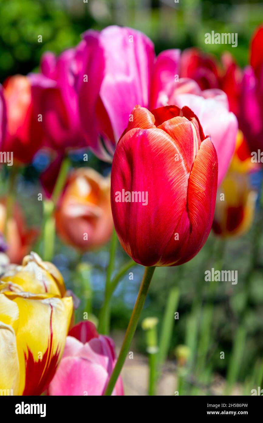 Tulipes dans le jardin des fleurs du château d'Arundel, West Sussex, Royaume-Uni Banque D'Images