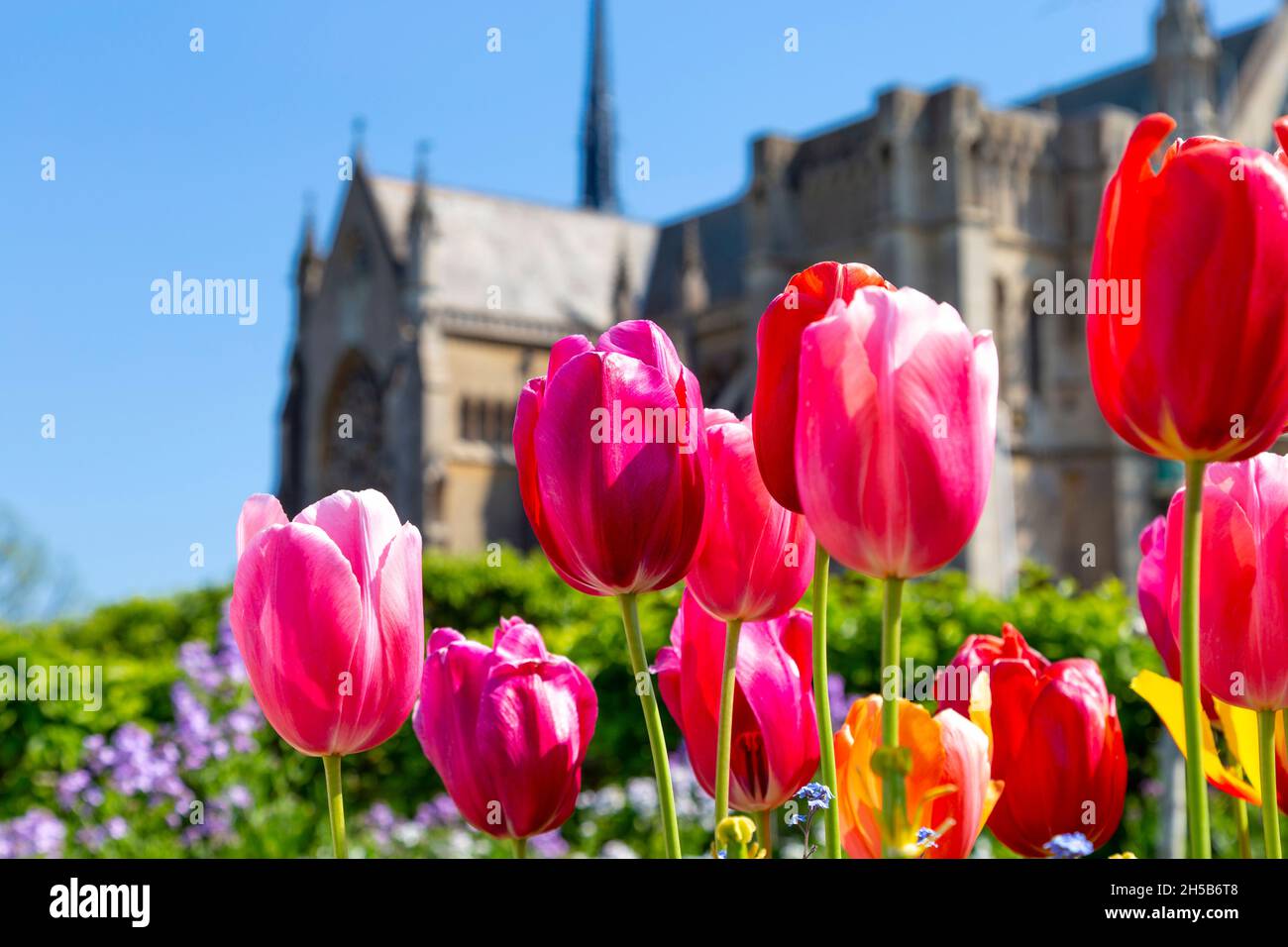 Tulipes roses dans les jardins du château d'Arundel avec la cathédrale notre-Dame et St Philip Howard en arrière-plan, West Sussex, Royaume-Uni Banque D'Images