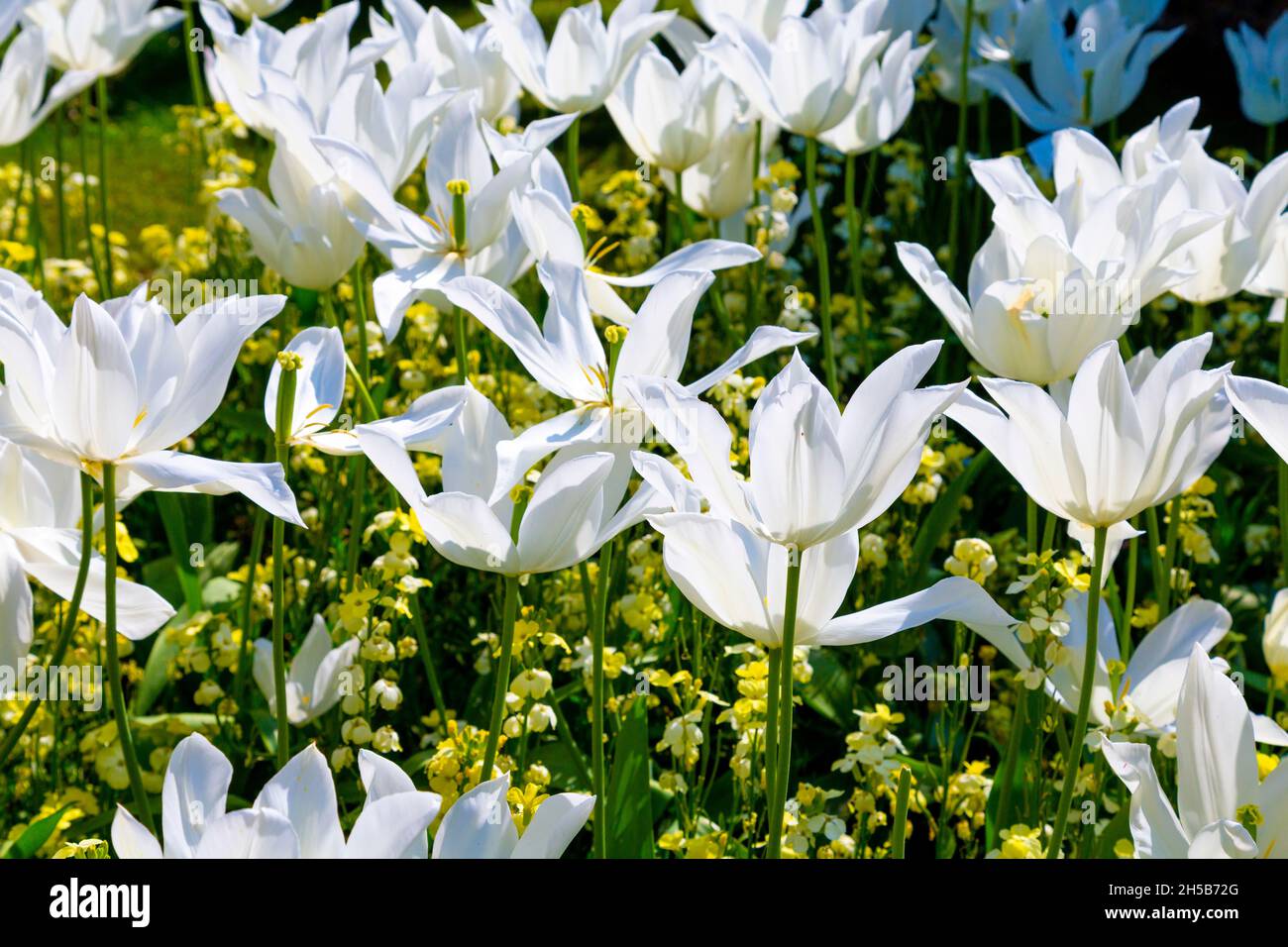 Tulipes blanches à fleurs de nénuphars Tres chic dans les jardins du château d'Arundel, West Sussex, Royaume-Uni Banque D'Images