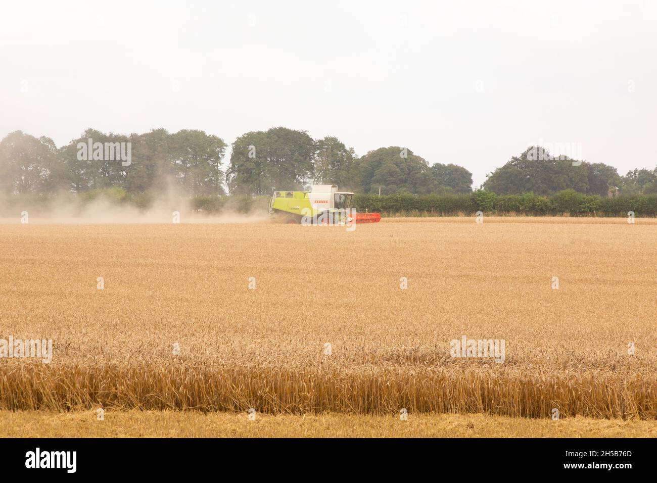 Moissonneuse-batteuse Claas travaillant dans un champ de blé, Medstead, Hampshire, Angleterre, Royaume-Uni. Banque D'Images