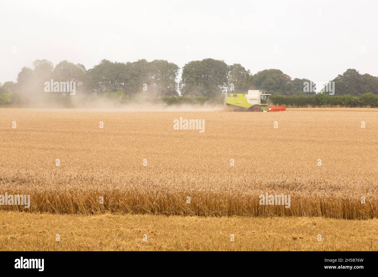 Moissonneuse-batteuse Claas travaillant dans un champ de blé, Medstead, Hampshire, Angleterre, Royaume-Uni. Banque D'Images