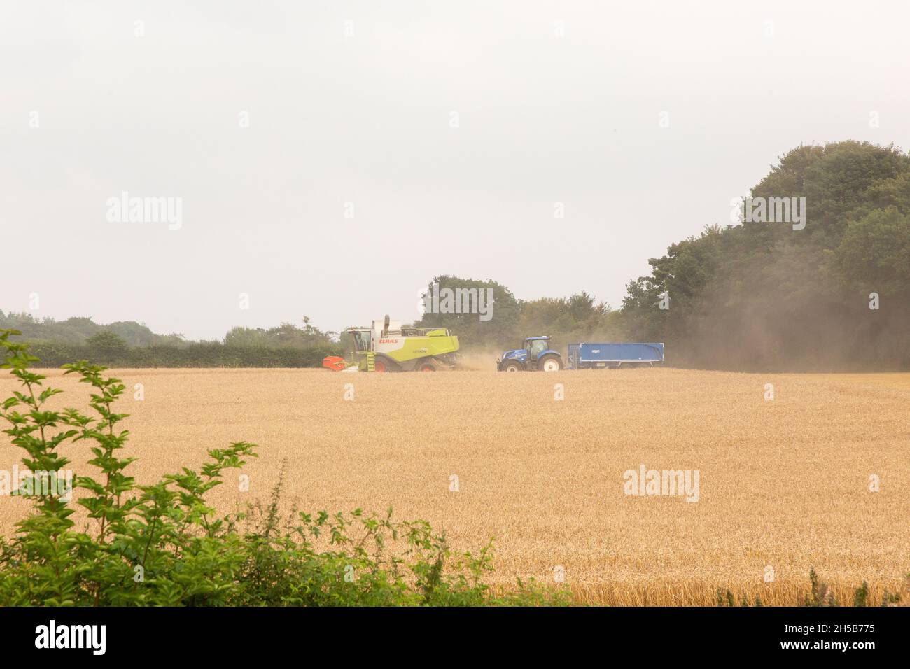Moissonneuse-batteuse Claas travaillant dans un champ de blé, Medstead, Hampshire, Angleterre, Royaume-Uni. Banque D'Images