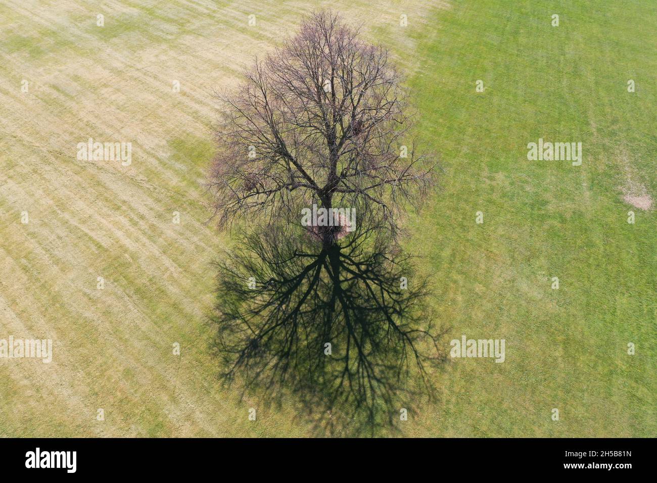 Arbre solitaire dans Ten Acre Field, Lady Bay, West Bridgford – perspective aérienne Banque D'Images