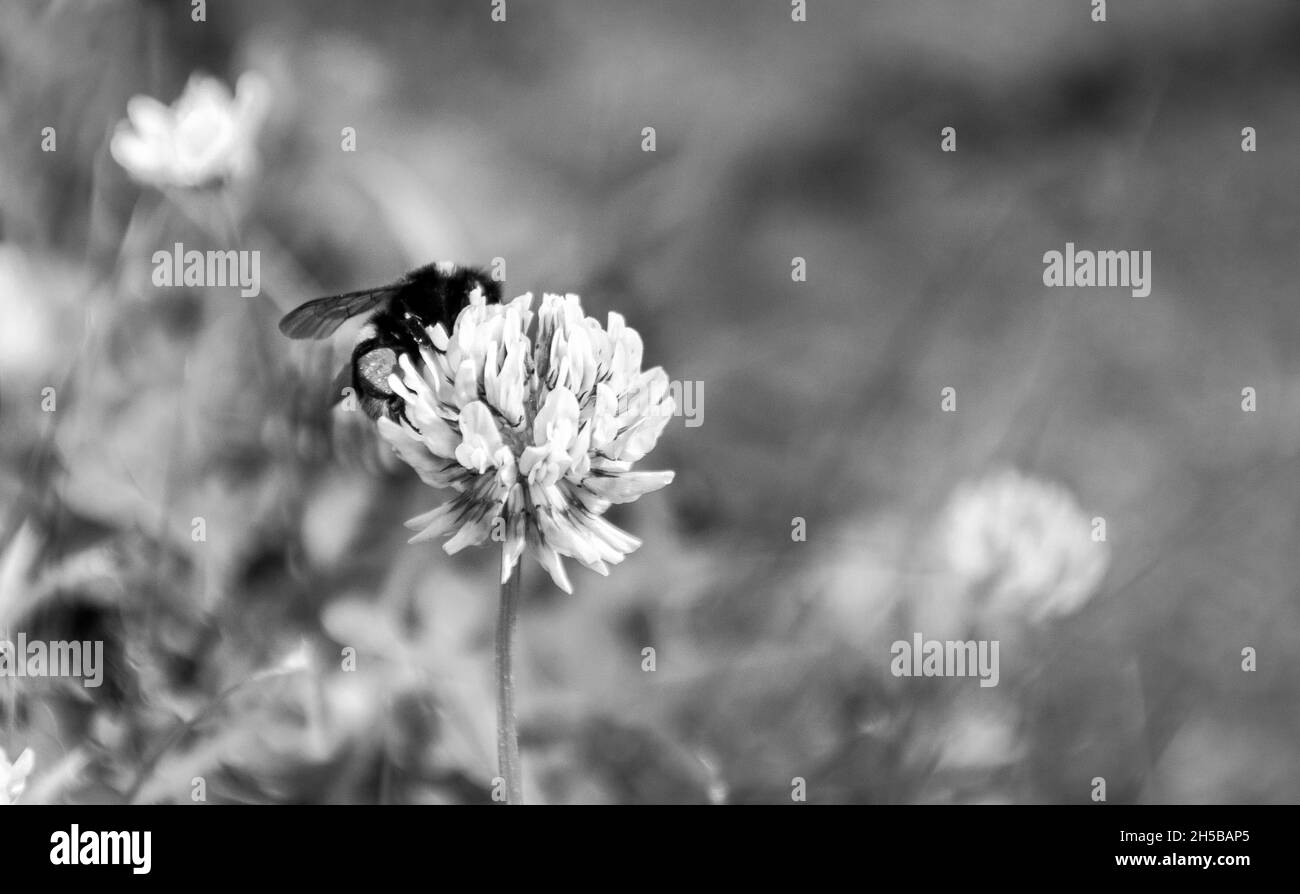 ABEILLE SUR FLEUR Banque D'Images