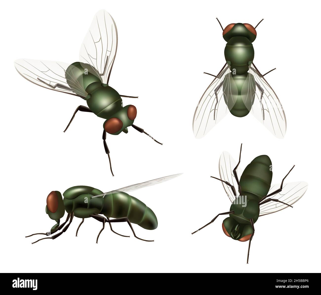 Insecte de mouche.Des insectes de maison réalistes et des moustiques décents illustrations de vecteur de mouche Illustration de Vecteur