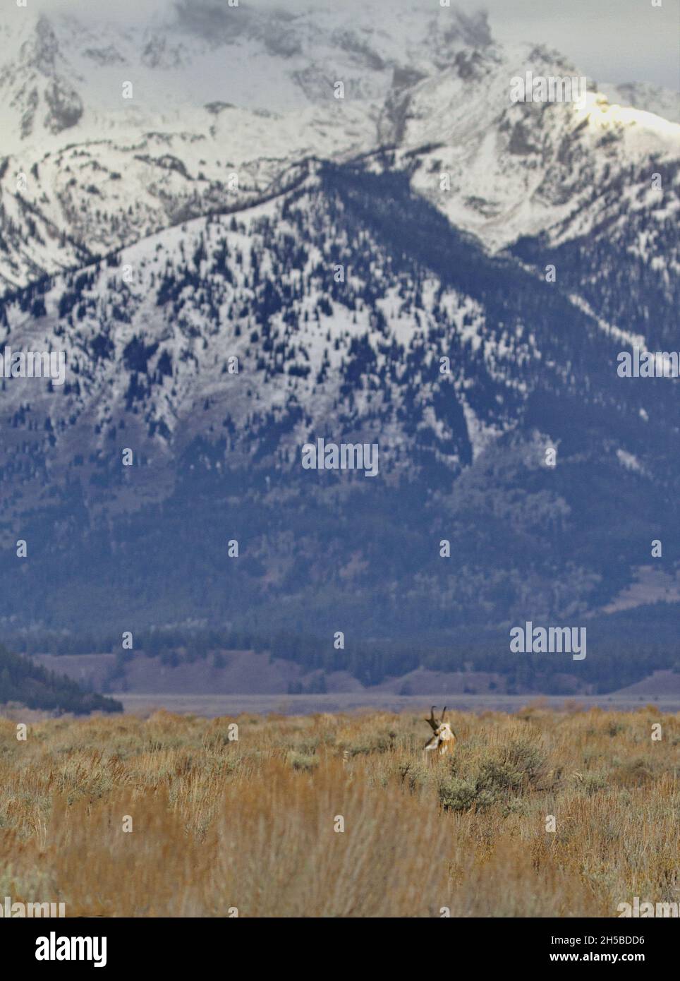 Le paysage de montagne et de prairie d'automne du parc national de Grand Teton a presque caché l'antilope de pronghorn en premier plan herbacé Banque D'Images