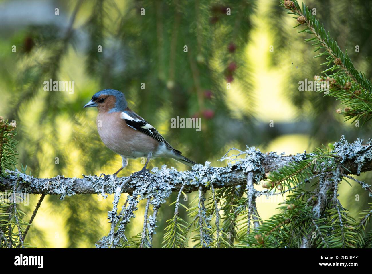 Coelebs de Fragilla, mâle adulte, perchée sur une petite branche lors d'une soirée de printemps dans la forêt boréale estonienne. Banque D'Images