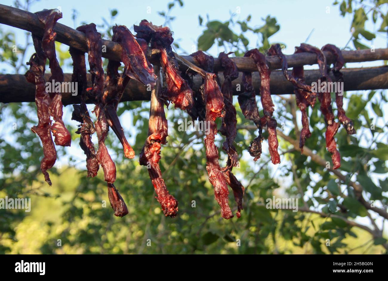 La viande d'animaux chassés sèche au soleil dans un village d'Hadzabe. Photographié au lac Eyasi, Tanzanie Banque D'Images