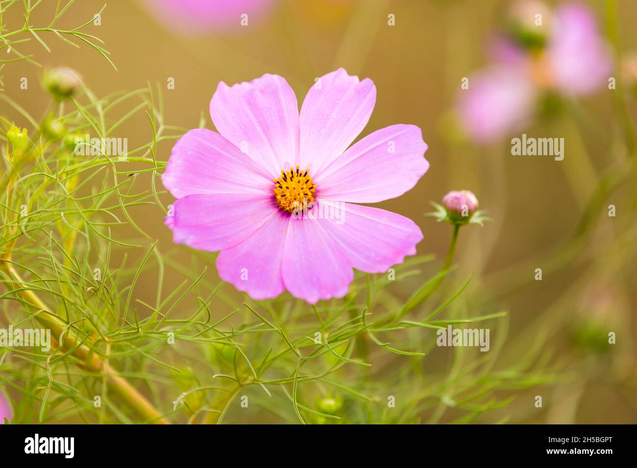 Fleur cosmos pourpre sur fond vert Banque D'Images