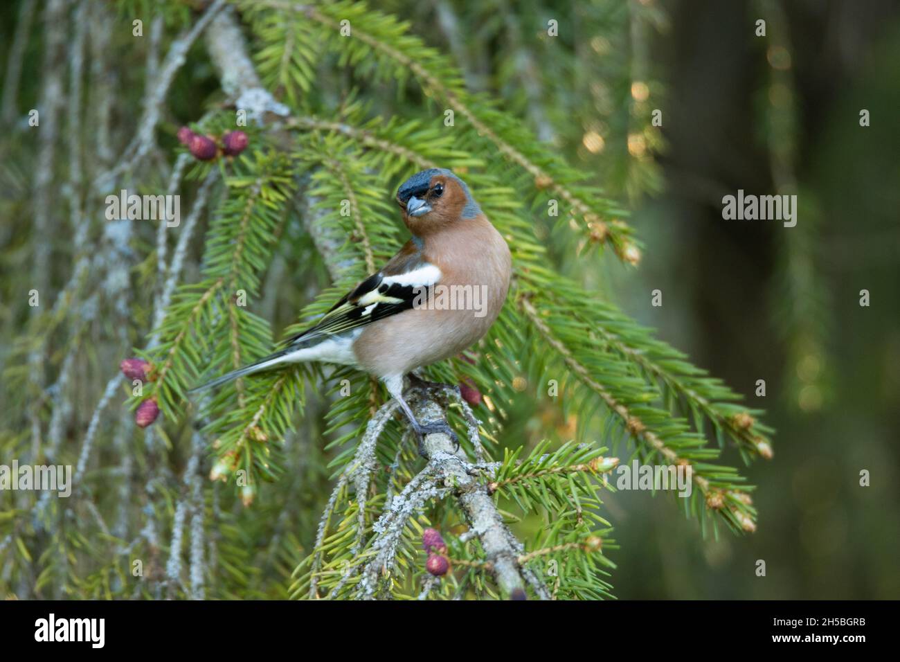 Coelebs de Fragilla, mâle adulte, perchée sur une petite branche lors d'une soirée de printemps dans la forêt boréale estonienne. Banque D'Images