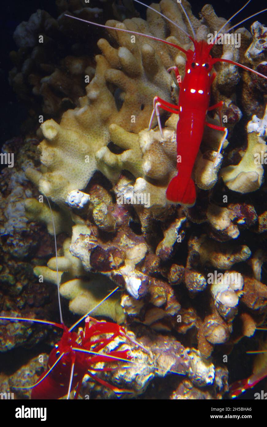Crevettes cardinal, Lysmata debelius Banque D'Images
