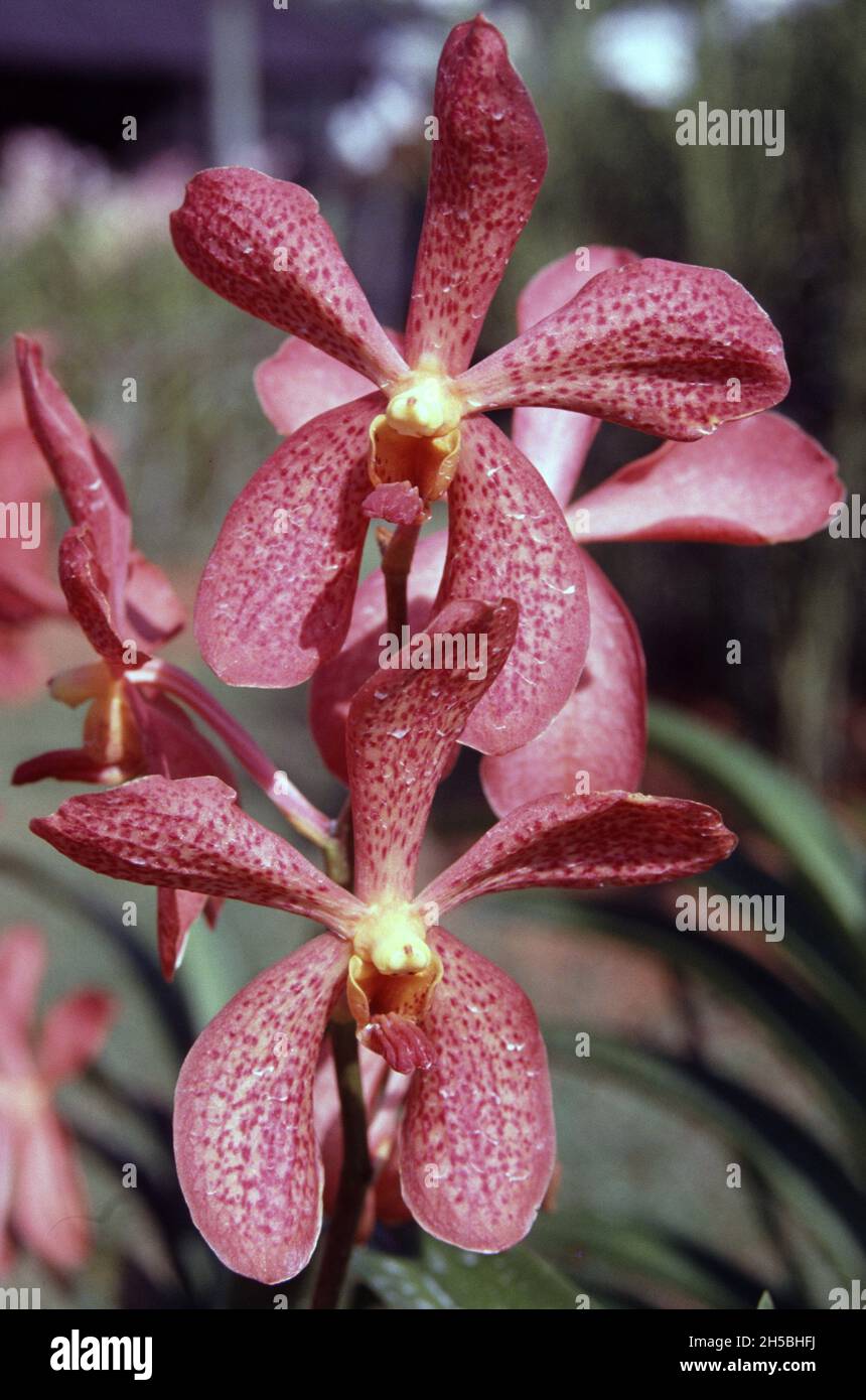 Fleurs d'orchidées de Singapour : Aranda 'Christine' Banque D'Images