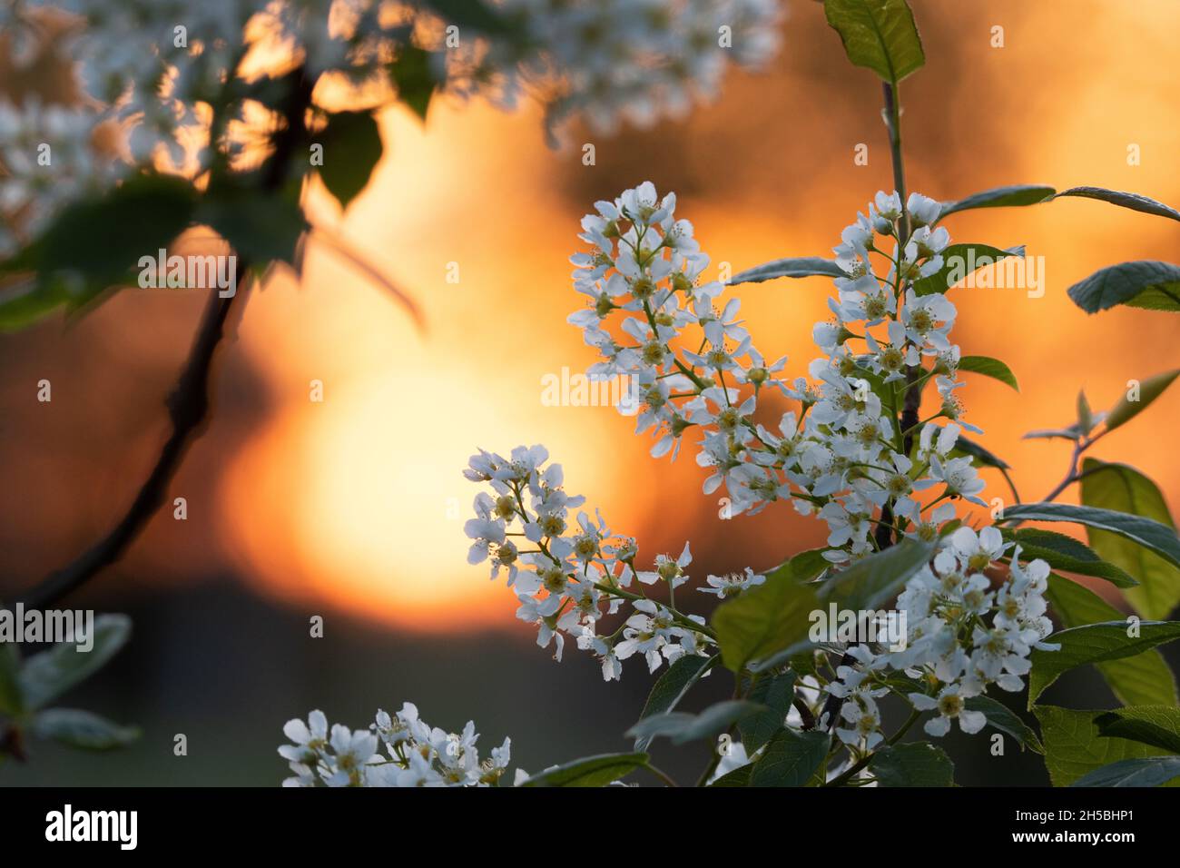 Cerisier d'oiseau, Prunus pagus fleurit lors d'un beau coucher de soleil chaud lors d'une soirée de printemps en Estonie. Banque D'Images
