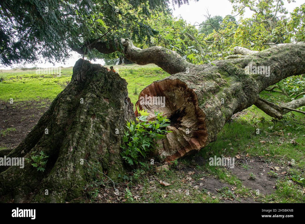 Arbre de Sycamnore déchu (Acer pseudoplatanus).Sussex, Royaume-Uni Banque D'Images