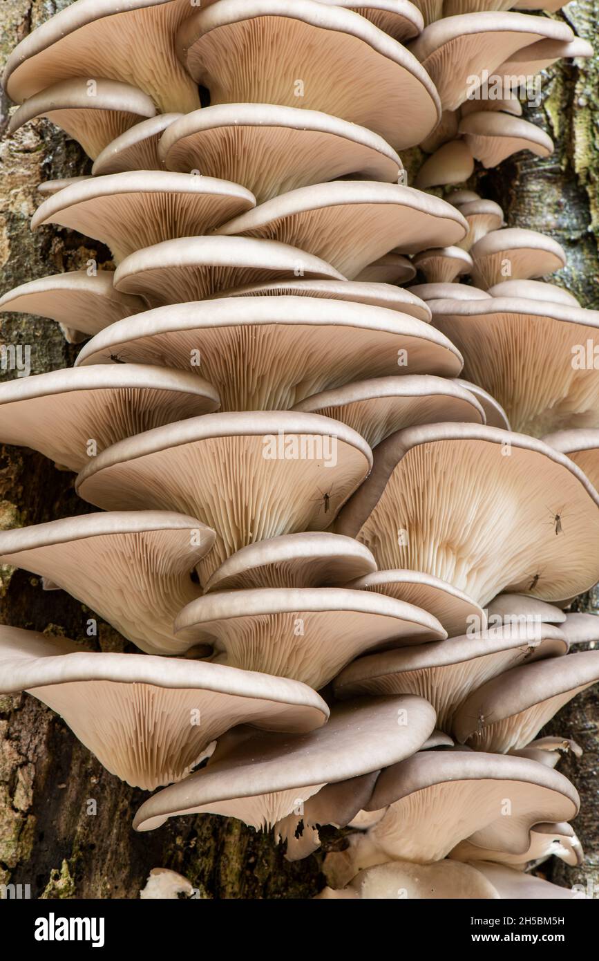 Huître Mushroom: Pleurotus ostreatus.Sur le système Beech.Surrey, Royaume-Uni Banque D'Images