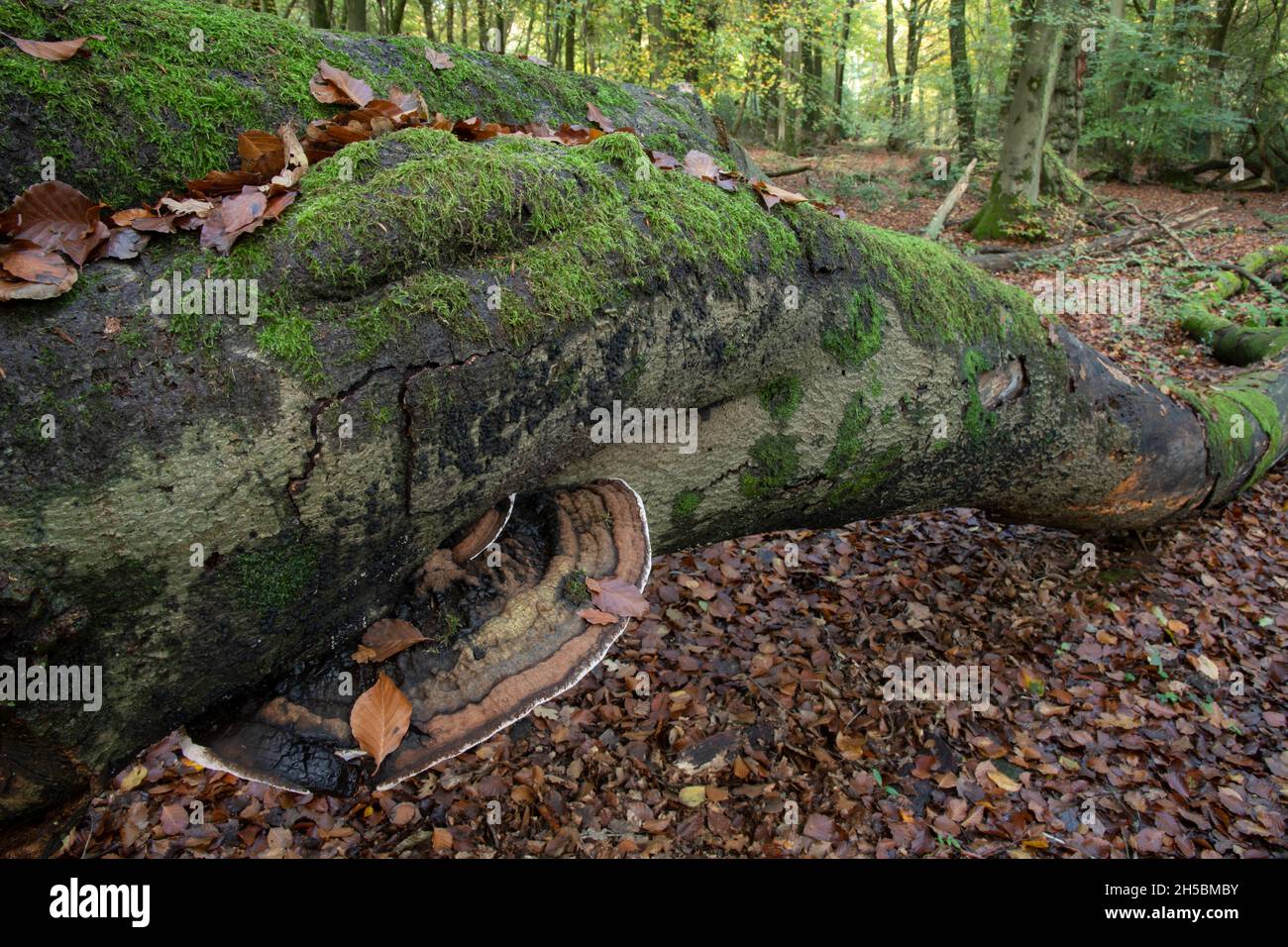 Support sud : Ganoderma australe.Sur le journal Beech, Surrey, Royaume-Uni Banque D'Images