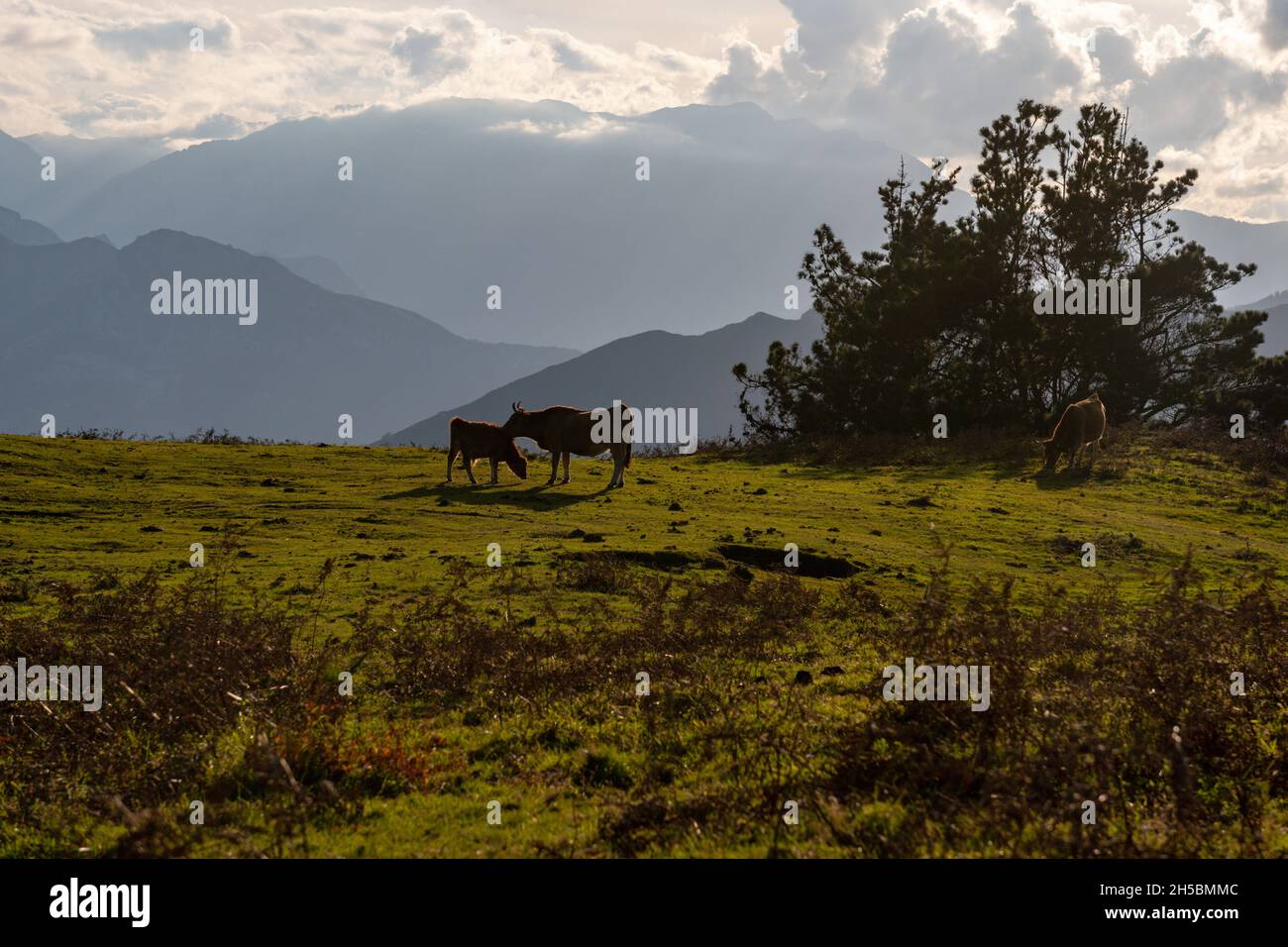 Paysage rural dans les hautes montagnes des Asturies. Banque D'Images