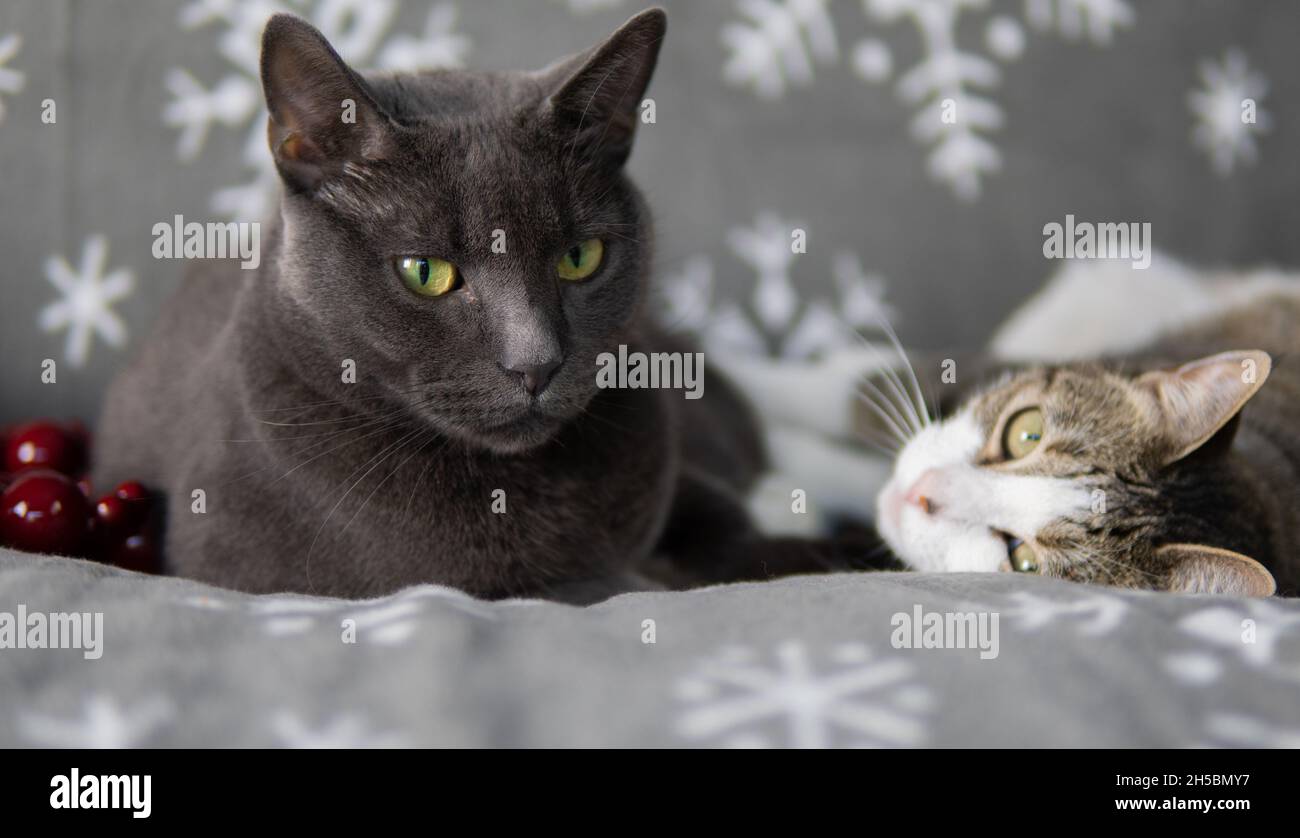 Un Chat Bleu Russe Et Un Tabby Blanc Reposent Sur Une Couverture Avec Un Assortiment De Decorations Thematiques De Vacances Photo Stock Alamy