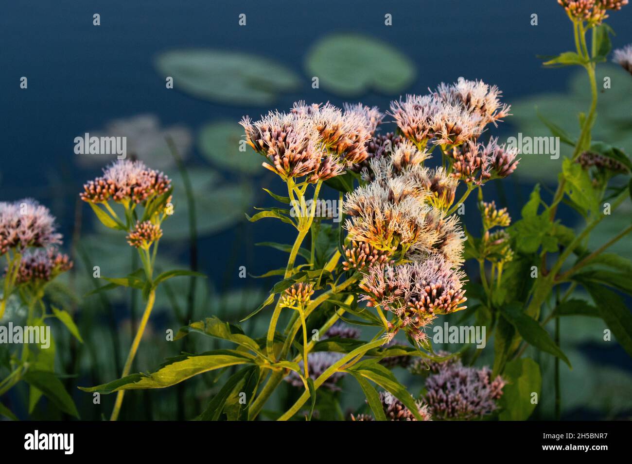 De belles fleurs de pincâtre d'un hemp-agrimony, Eupatorium cannabinum sur une rive en Estonie, en Europe du Nord. Banque D'Images