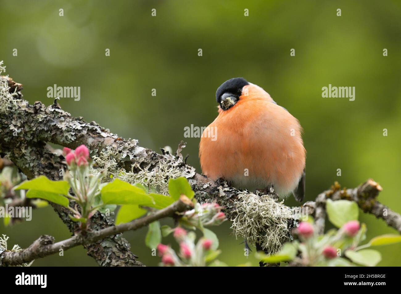Pyrrhula pyrrrrula, bullfinch eurasien puffé, infectée par le parasite cosmopolite Trichomonas gallinae pendant une journée de printemps. Banque D'Images