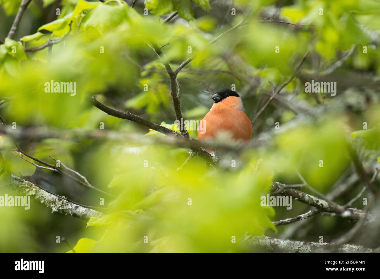 Pyrrhula pyrrhula, femelle adulte, est assise au milieu de feuilles vertes et fraîches au printemps. Banque D'Images