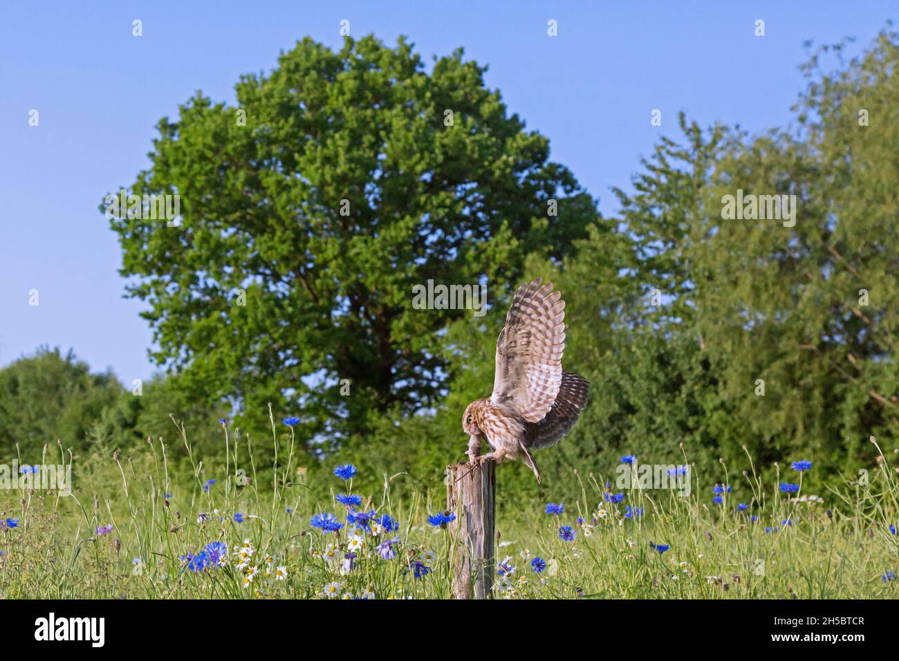 Petite chouette annelée (Athene noctua) atterrissant avec une proie de souris attrapée dans un bec sur un ancien poste de clôture le long du pré Banque D'Images