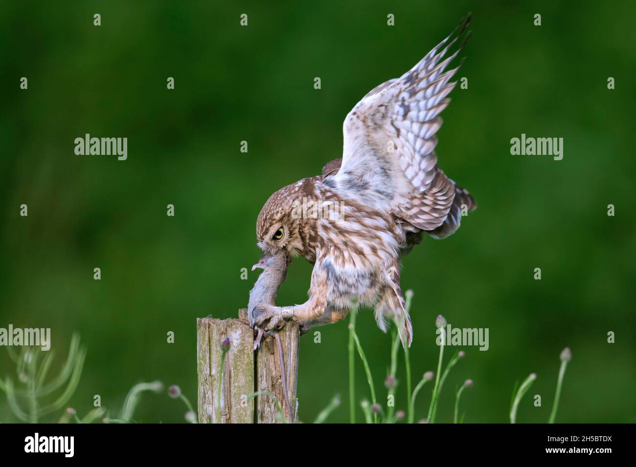 Petite chouette annelée (Athene noctua) atterrissant avec une proie de souris attrapée dans un bec sur un ancien poste de clôture le long du pré Banque D'Images