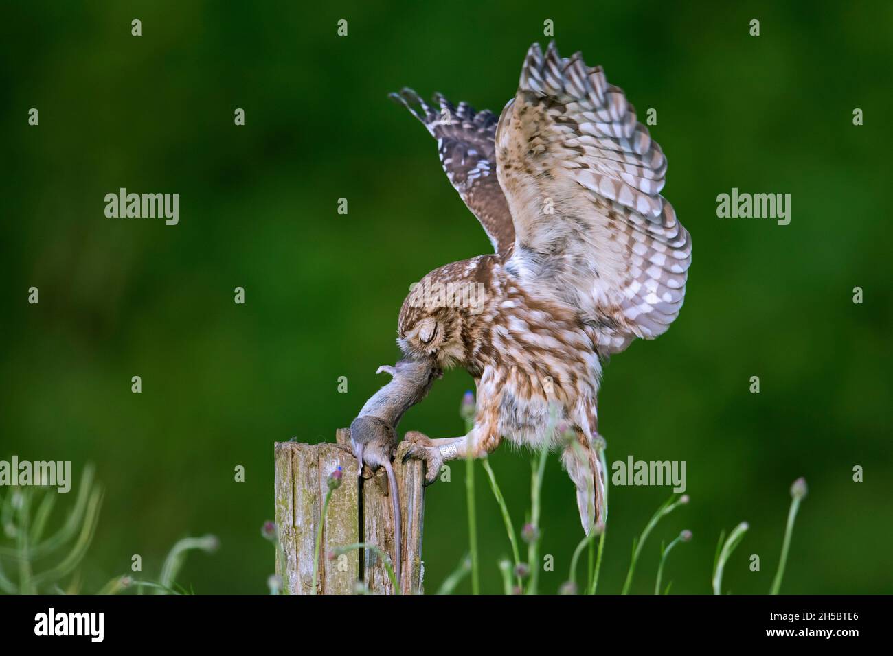 Petite chouette annelée (Athene noctua) atterrissant avec une proie de souris attrapée dans un bec sur un ancien poste de clôture le long du pré Banque D'Images