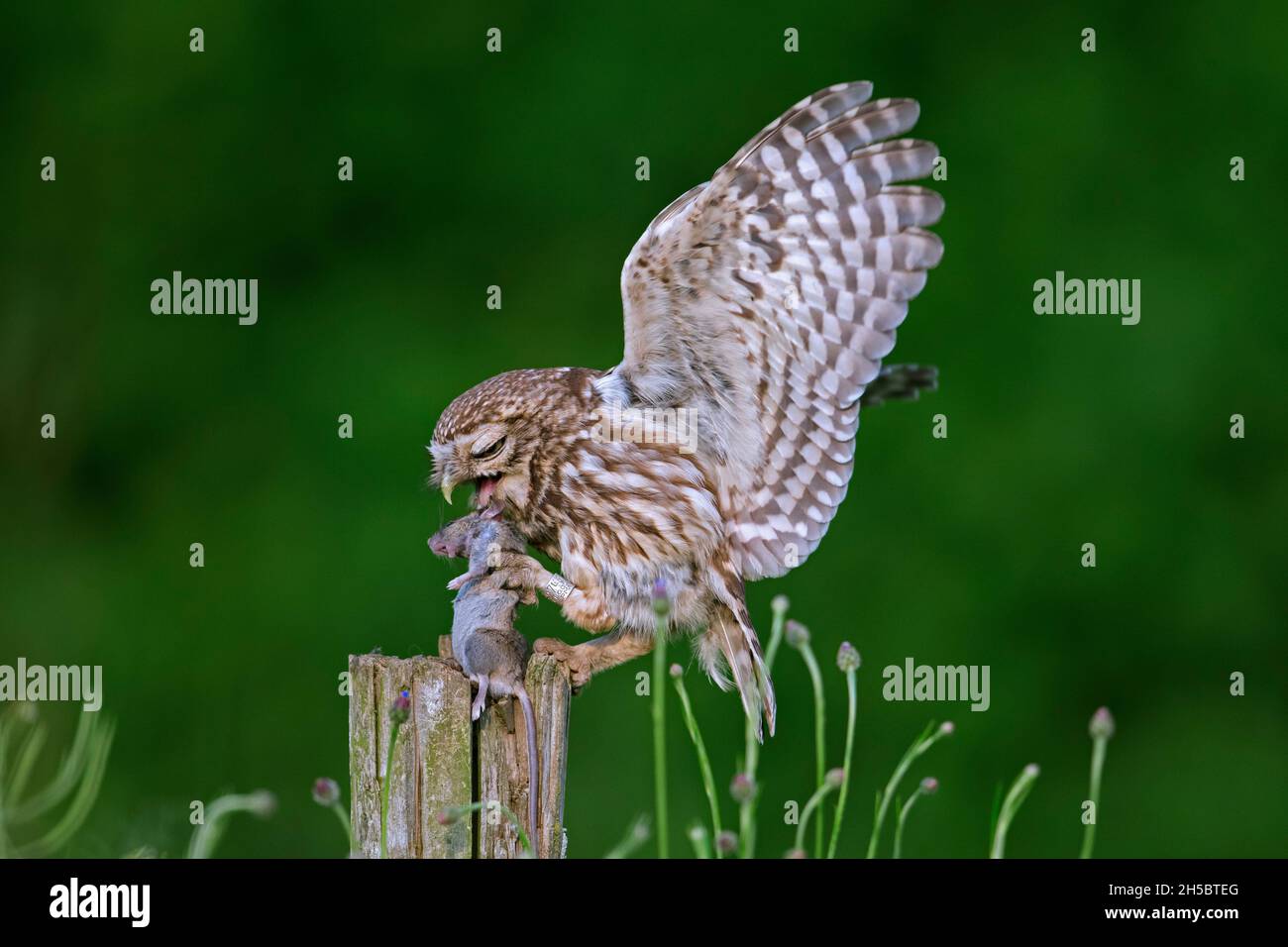 Petite chouette annelée (Athene noctua) atterrissant avec une proie de souris attrapée dans un bec sur un ancien poste de clôture le long du pré Banque D'Images