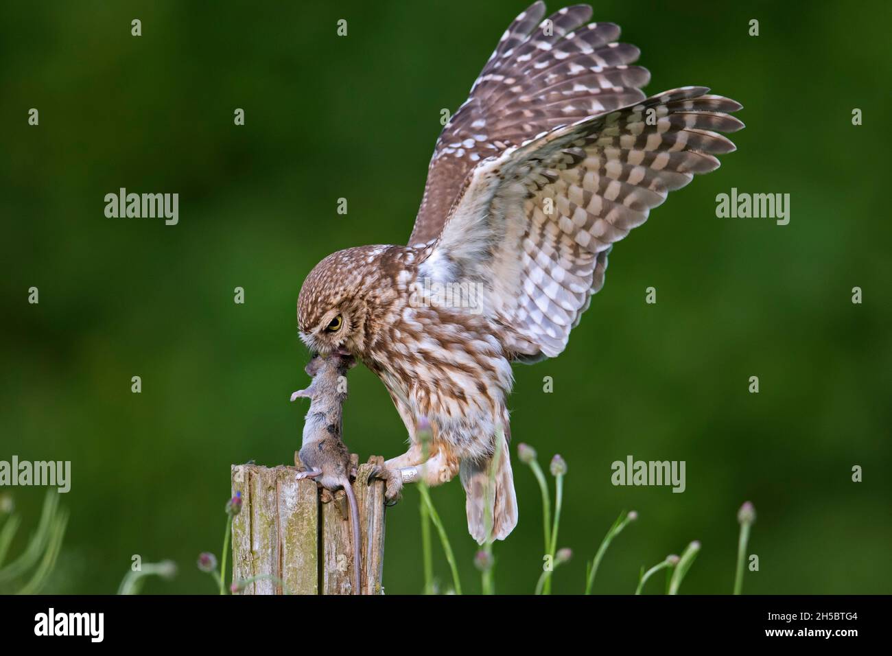 Petite chouette annelée (Athene noctua) atterrissant avec une proie de souris attrapée dans un bec sur un ancien poste de clôture le long du pré Banque D'Images