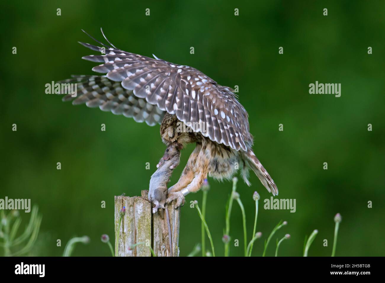 Petite chouette annelée (Athene noctua) atterrissant avec une proie de souris attrapée dans un bec sur un ancien poste de clôture le long du pré Banque D'Images