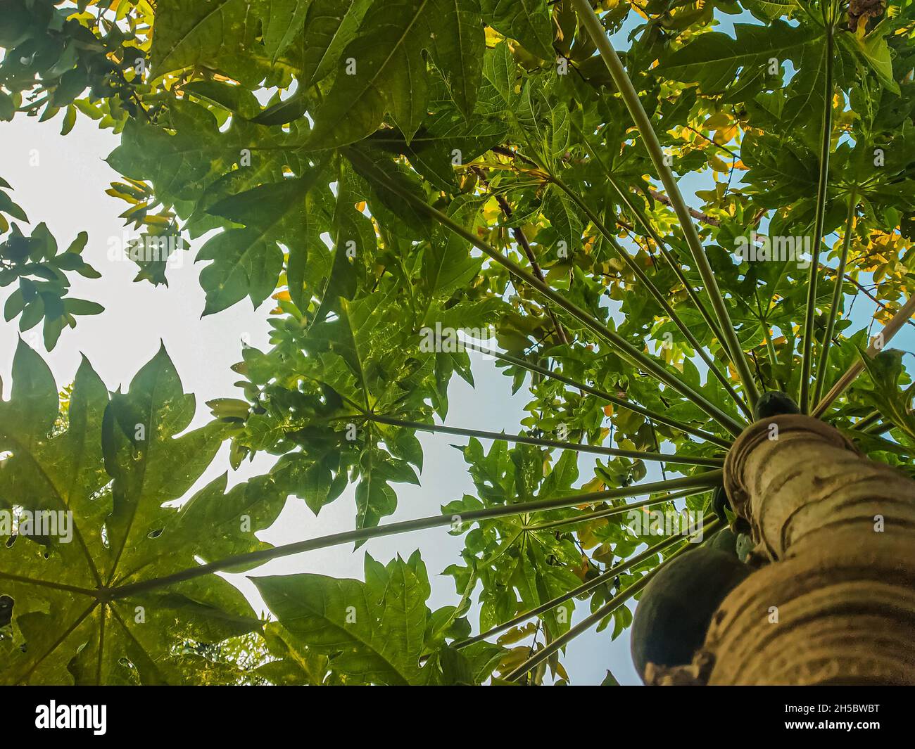 Nature papaye jaune frais sur arbre avec fruits. Banque D'Images
