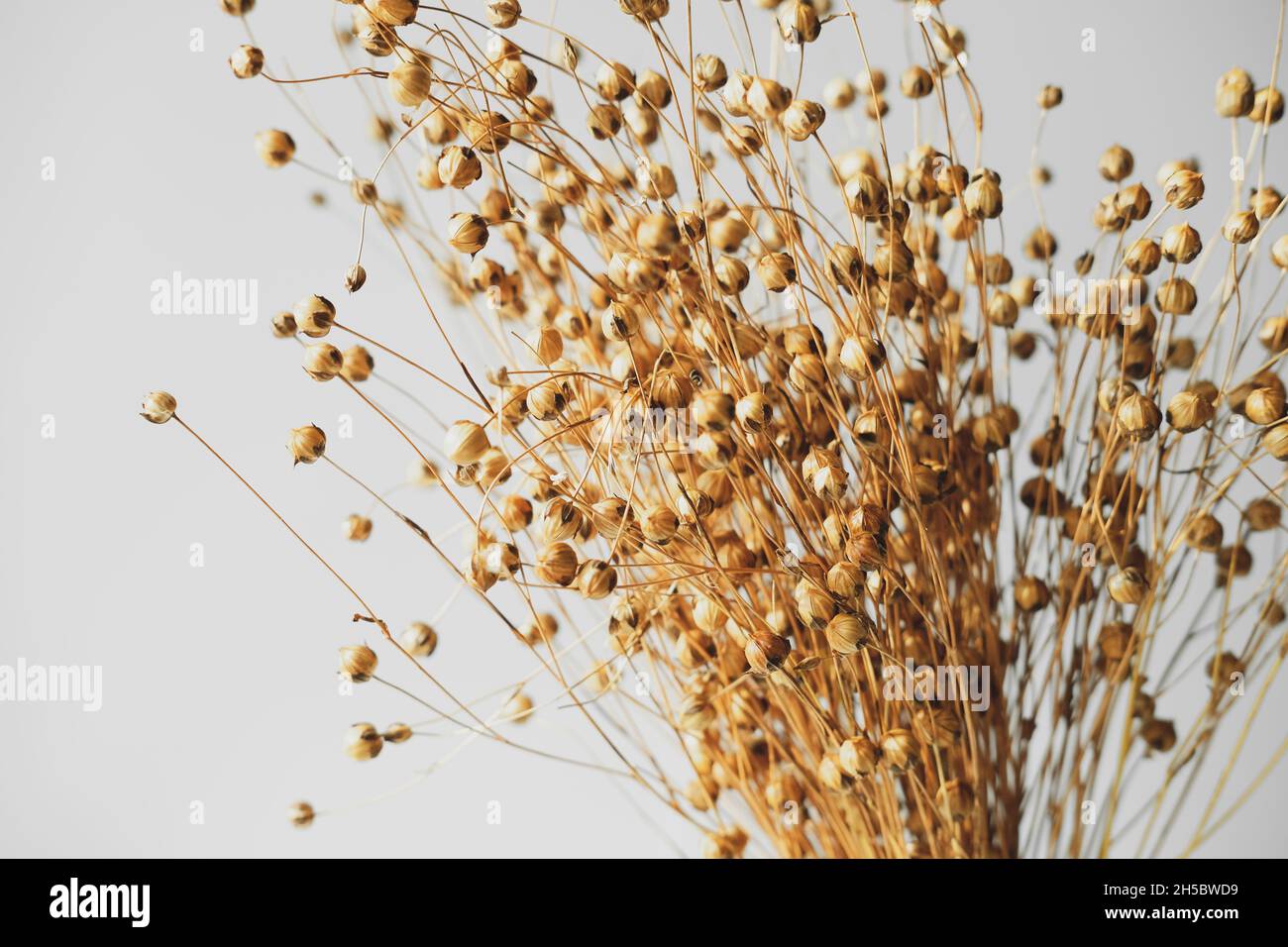 Herbe de lin séchée sur fond blanc vue rapprochée.Décor de style boho dans la salle de séjour. Banque D'Images