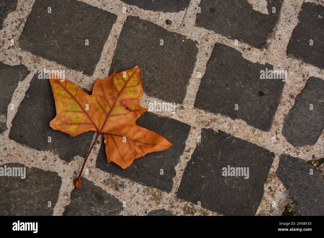 Feuille jaune tombée sur l'ancien pavé - Une feuille jaune tombée sur l'ancien pavé de l'abbaye de San Nilo à Grottaferrata lors d'un jour d'automne nuageux. Banque D'Images