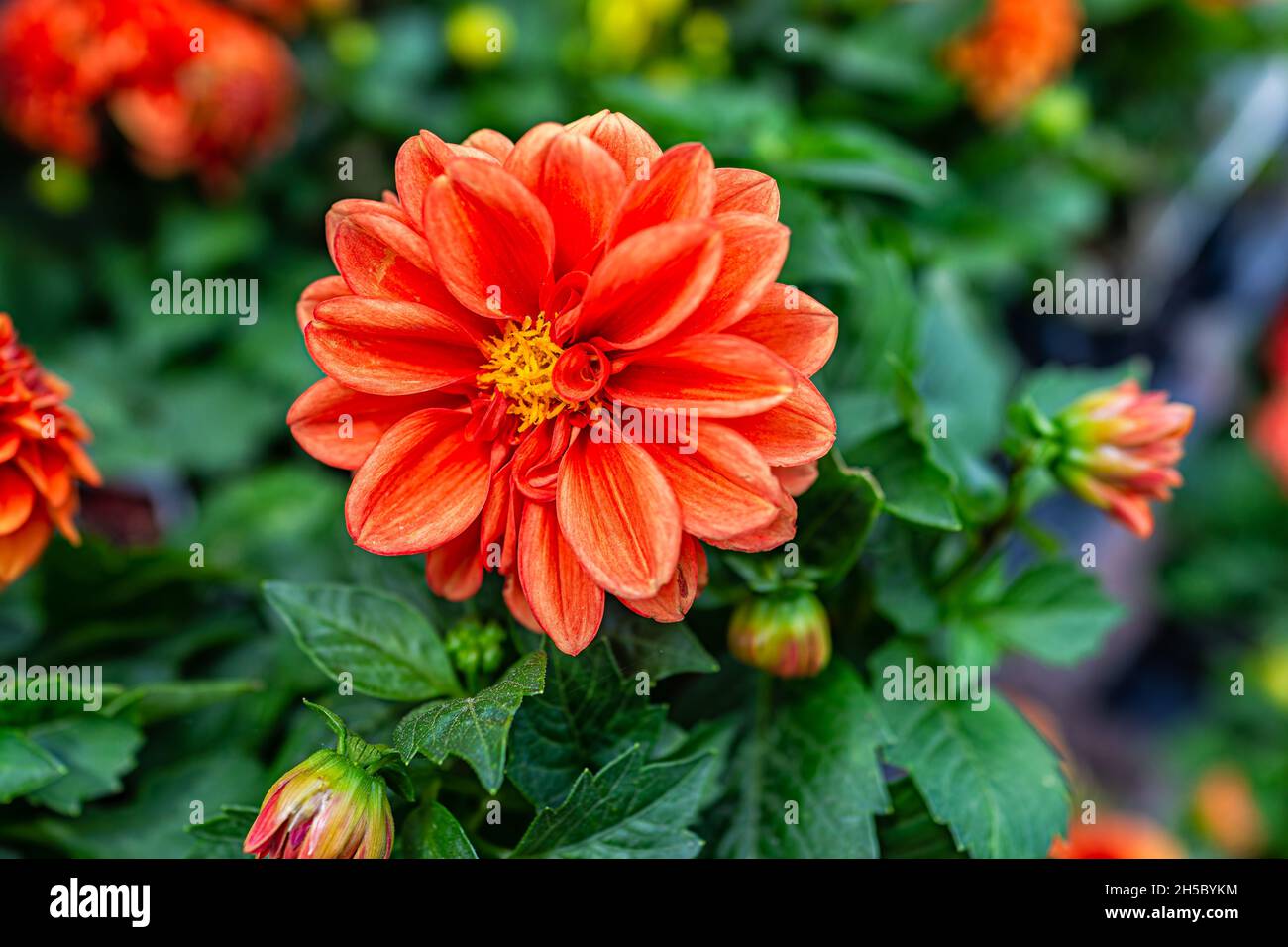 Macro gros plan de fleur en pot de dahlia rouge orangé brillant dans un pot de fleurs dans le jardin d'accueil montrant des feuilles de feuillage vert vif et vif Banque D'Images