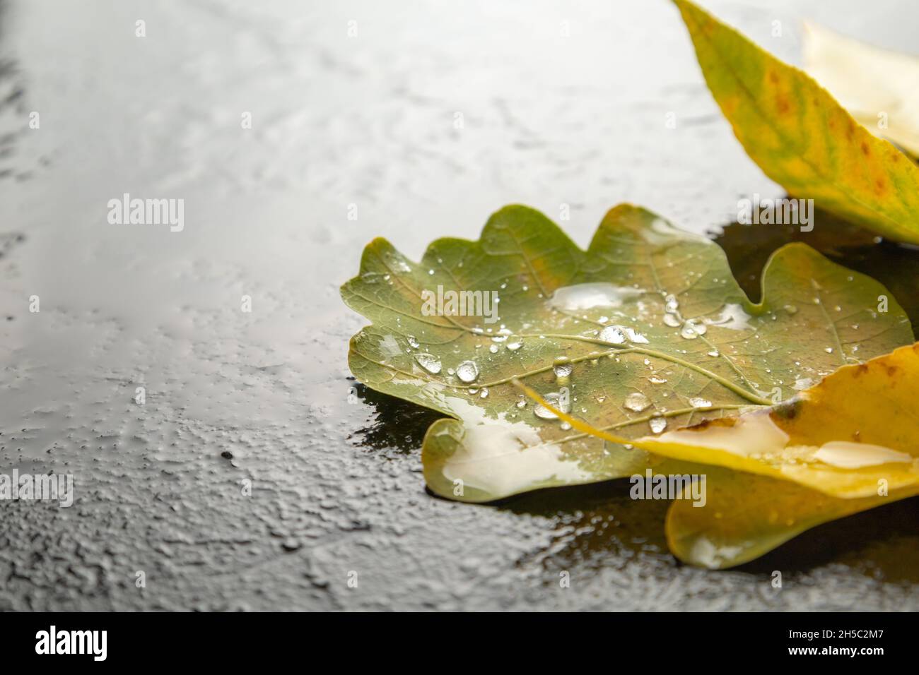 Automne humide feuilles mortes sur asphalte humide. Banque D'Images